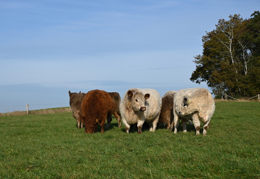 Galloway Rinder auf der Weide am Birkenhof im Westerwald